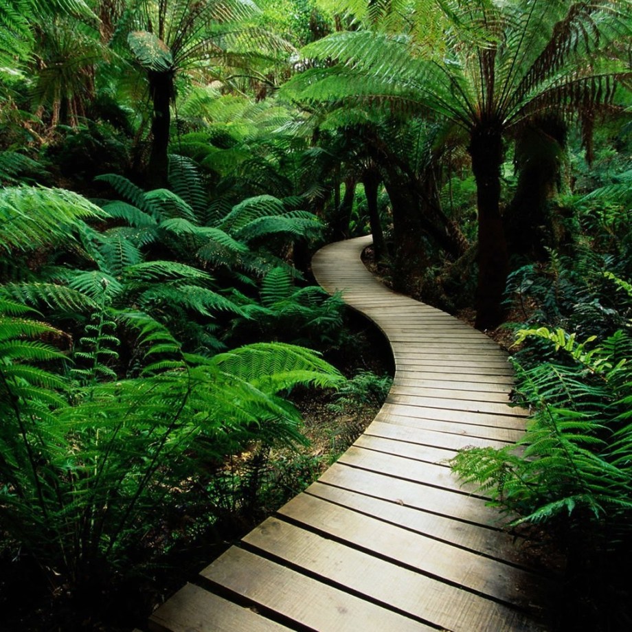 forest-bridge-ipad-wallpaper-ilikewallpaper_com
