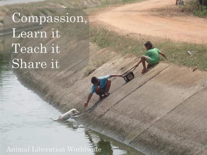 compassion-learn-it