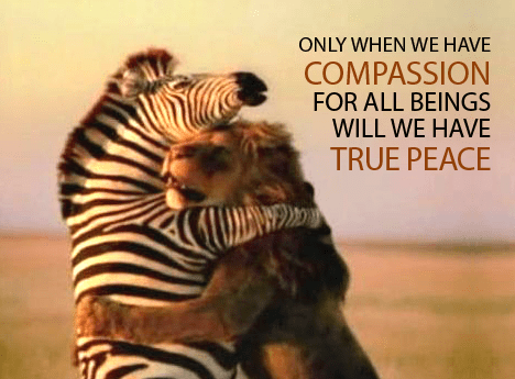 compassion-lion-and-zebra-love-2
